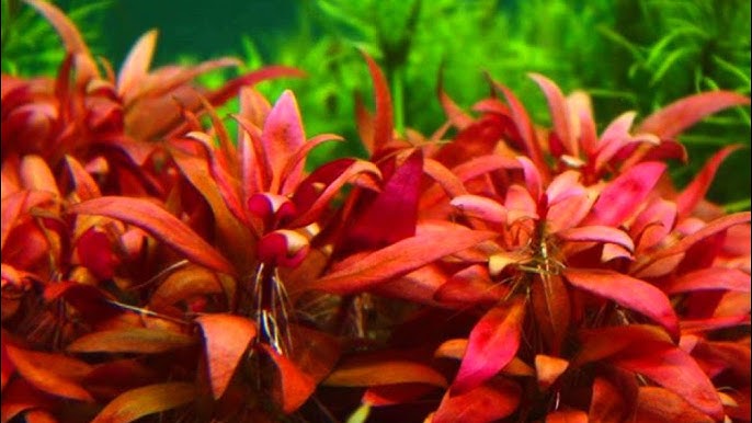 Scientists say this Brazilian plant could help treat arthritis