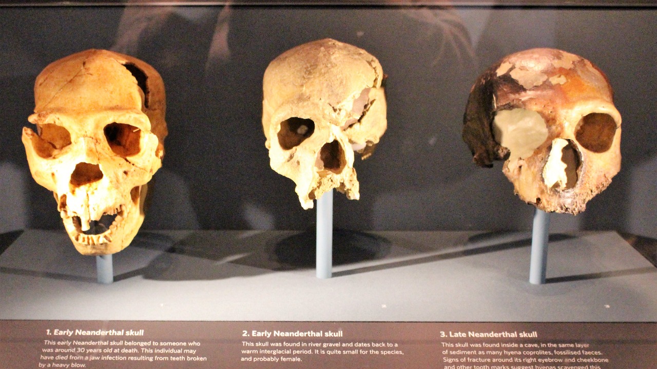 Image Credit: Emőke Dénes - CC BY-SA 4.0/Wiki Commons