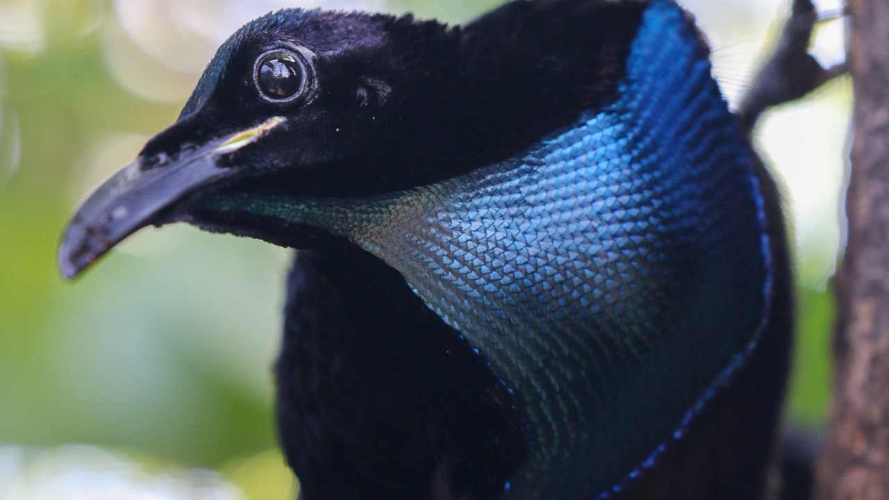 Image Credit: osaingre - CC BY-SA 4.0/Wiki Commons