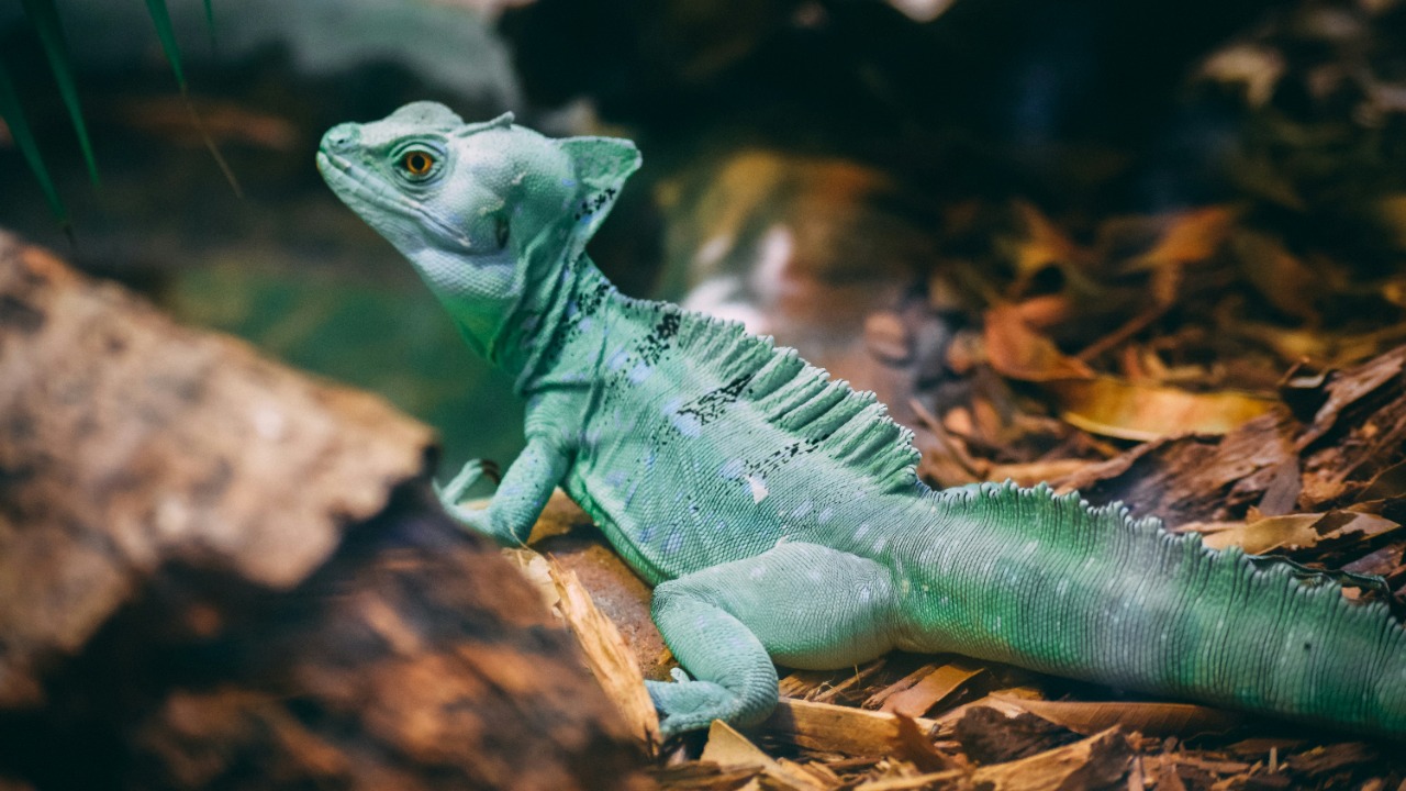 pkprasad1996/Unsplash