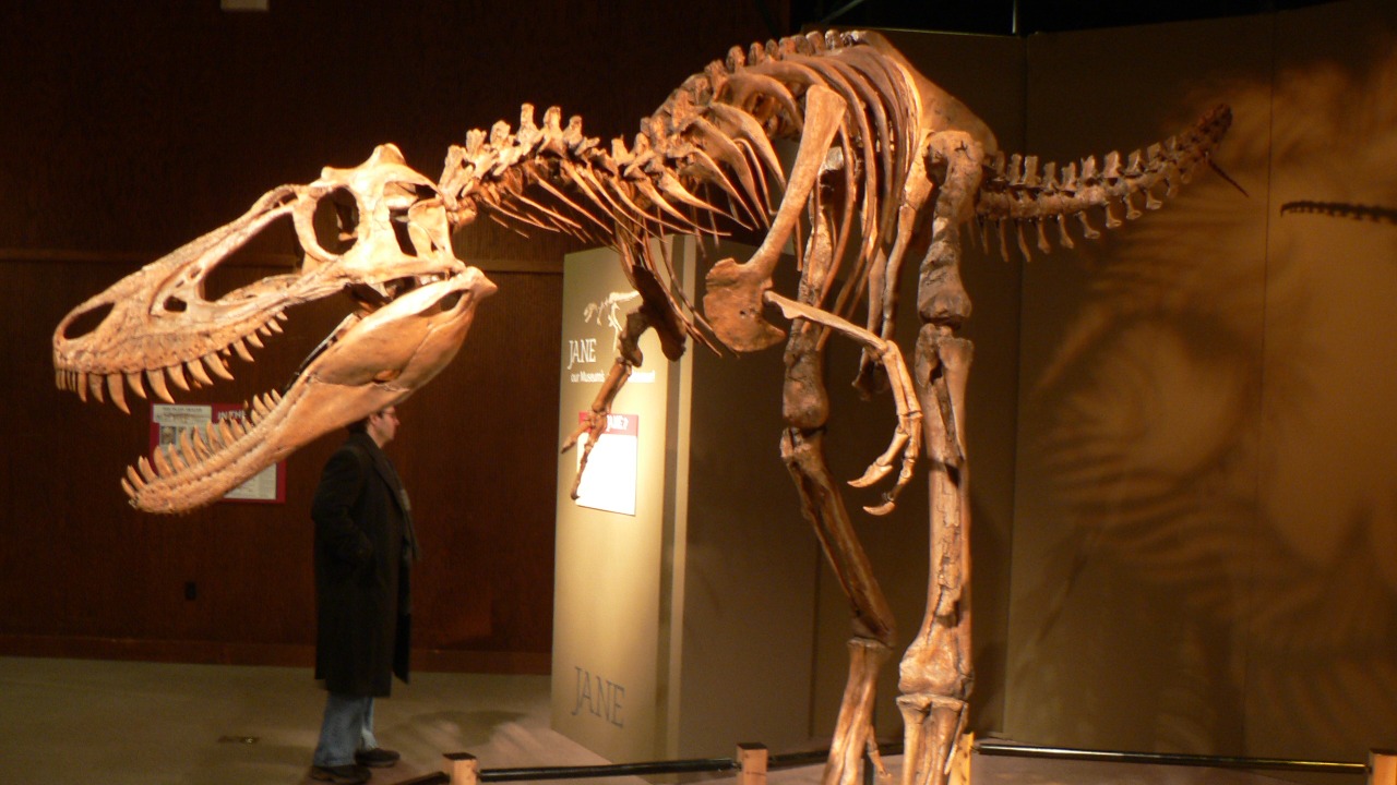 Study confirms Nanotyrannus was adult, not a baby T. rex