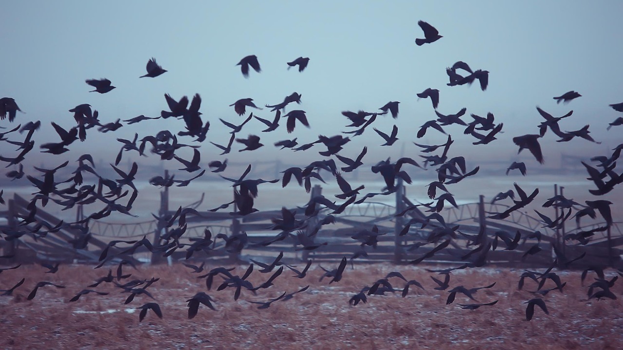 Scientists flag a mystery trend hitting millions of birds