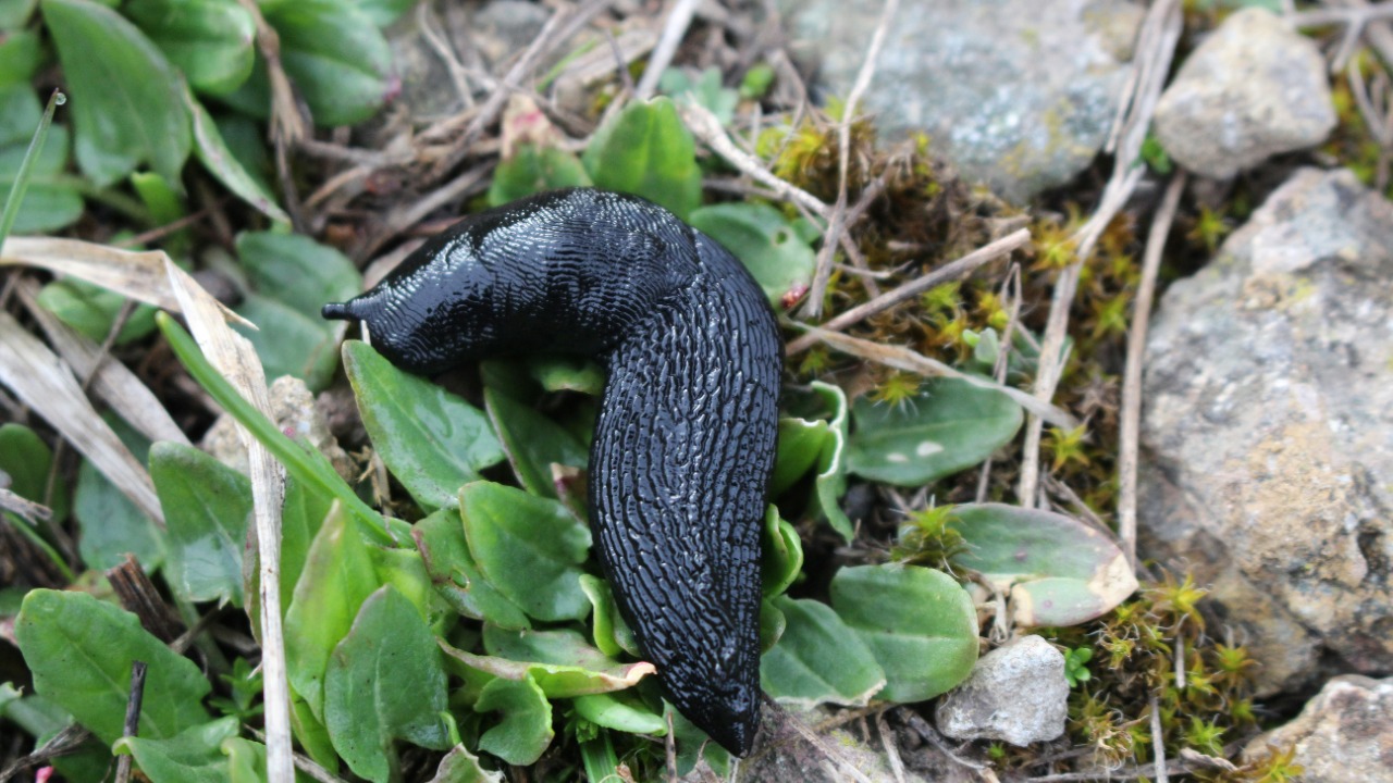 The oldest leech ever found looks nothing like today’s bloodsuckers