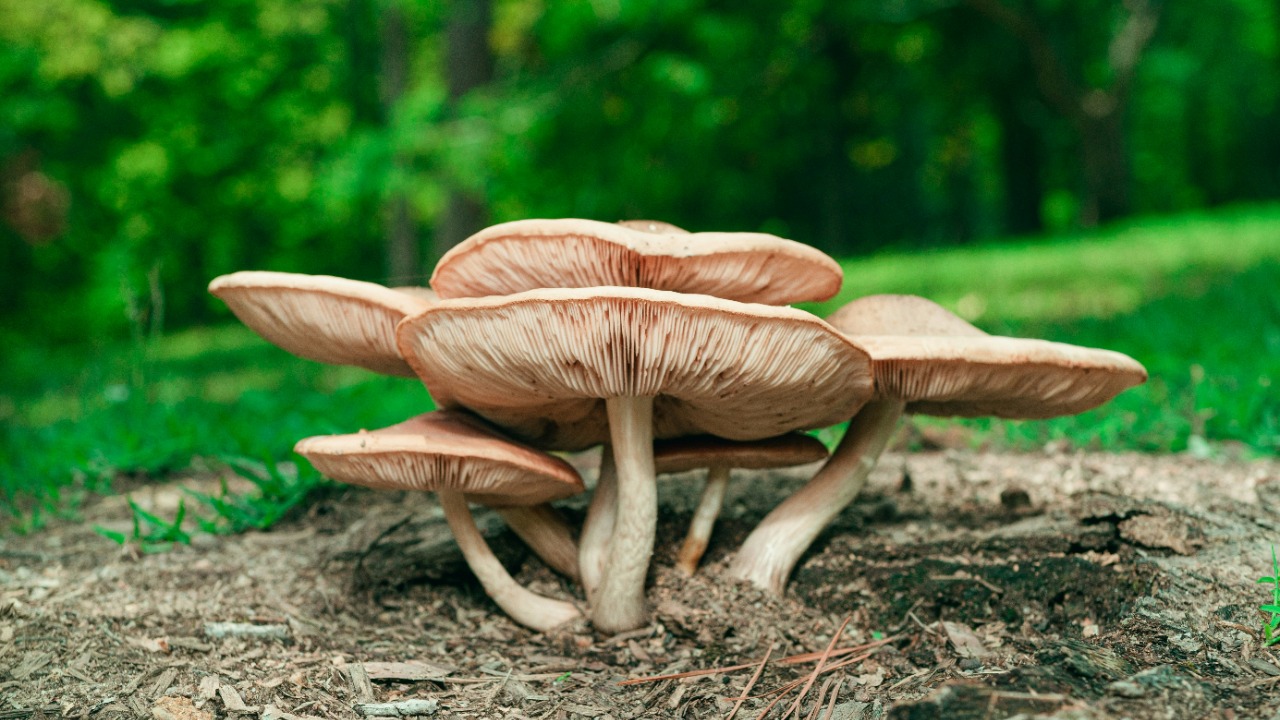 Planting mushrooms delivers a universal new benefit, scientists say