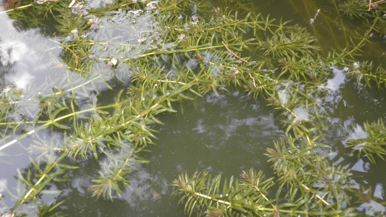 Experts warn after harmful creatures found in a US lake: “Act now”