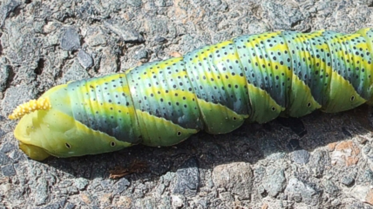 Image Credit: Rob Farrow - CC BY-SA 2.0/Wiki Commons