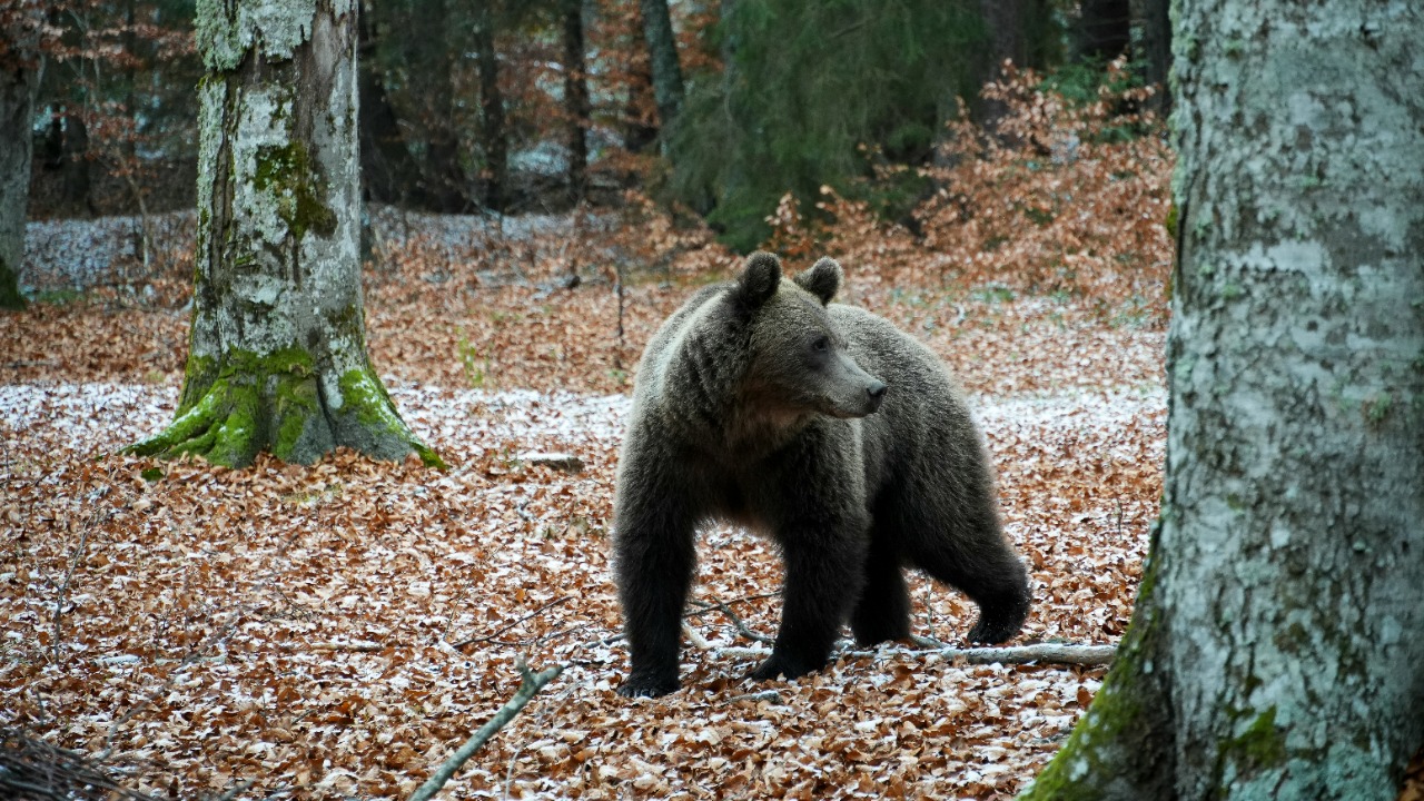 Village-close Italian bears got smaller and chilled out over time