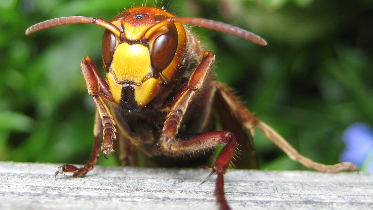A dangerous insect is reappearing after 50 years, officials warn