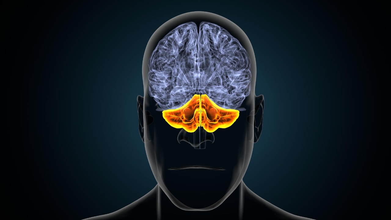 The brain has a hidden repair mode that can restore vision after injury