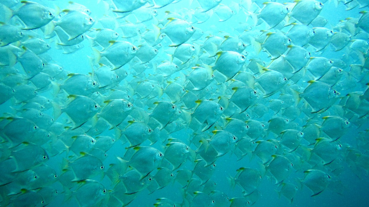 Fish-inspired tech filters 99%+ of microplastics from water