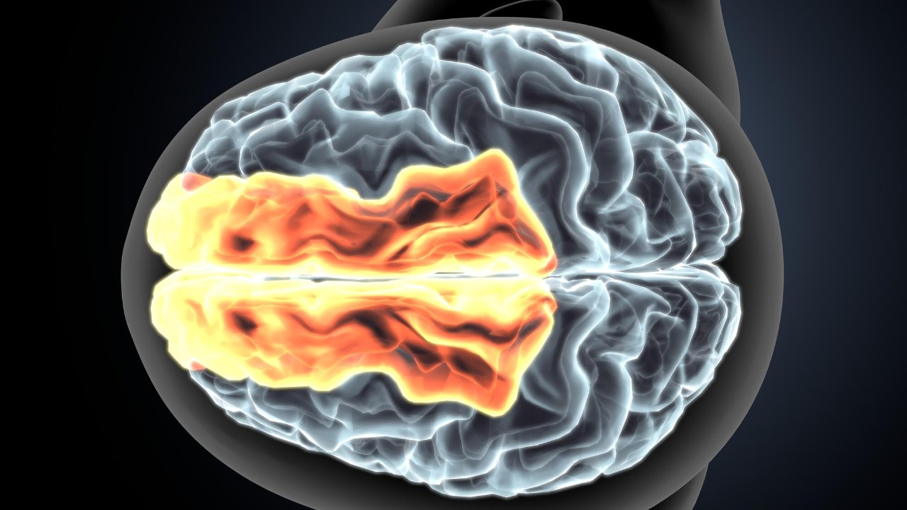 Scientists found how losing tiny brain insulation can derail thinking