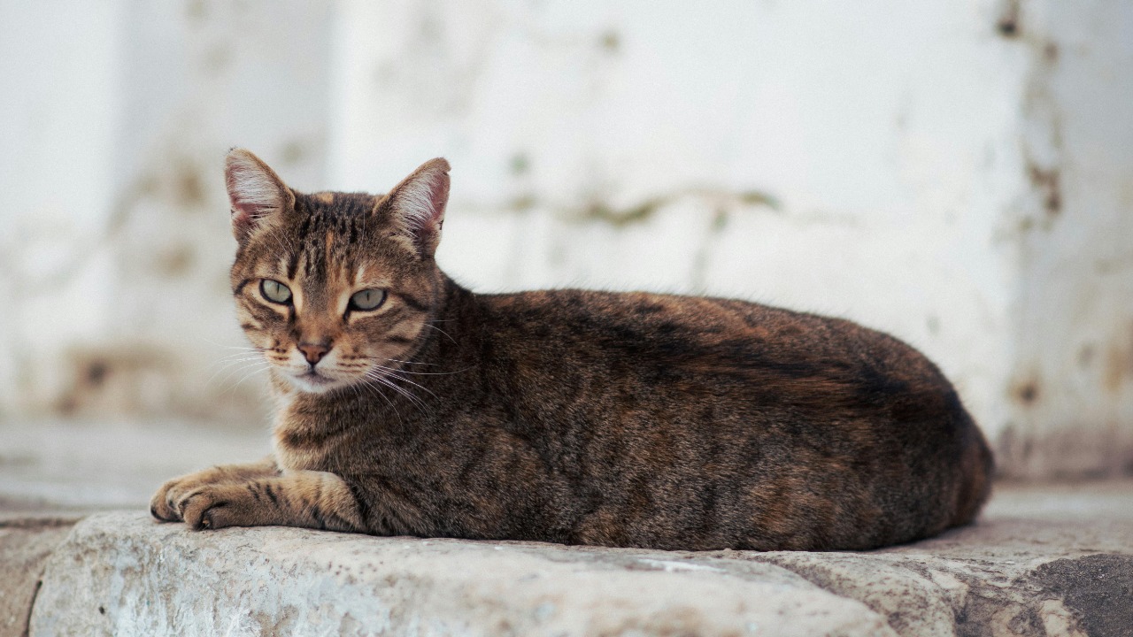 Ancient DNA reveals when and how cats first left Africa