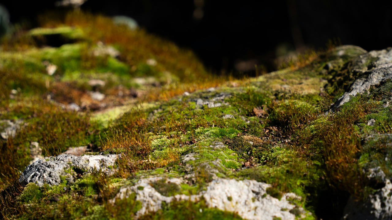 These “living rocks” can absorb way more carbon than expected