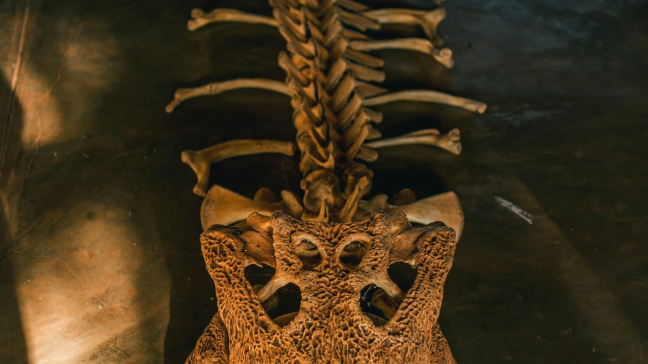 CT scan shows the last meal that doomed this Egyptian crocodile