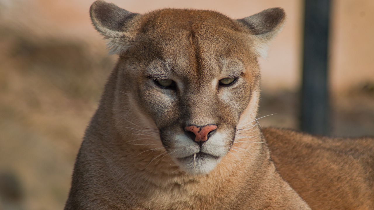Pumas started eating Patagonian penguins, now act oddly