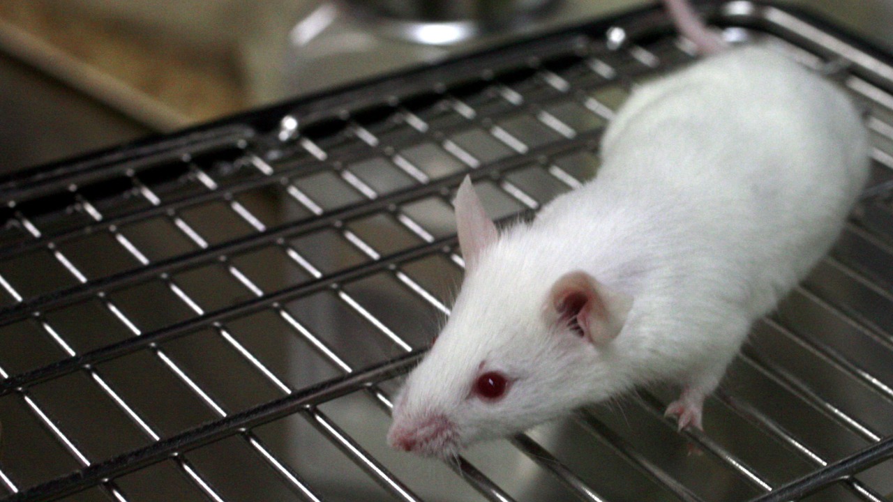 Image Credit: Rama - CC BY-SA 2.0 fr/Wiki Commons