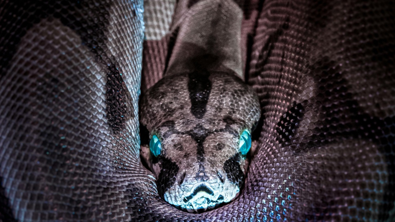 Snake heat vision inspires 4K imaging that could fit in phones