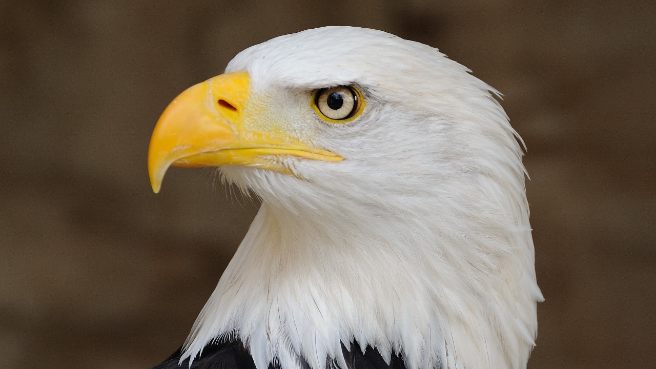 These birds are migrating the wrong way, and scientists know why