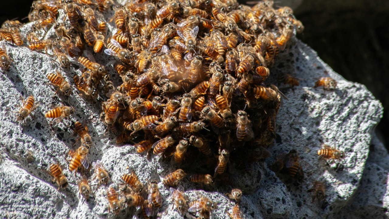 Rev. Lisa j Winston/Pexels