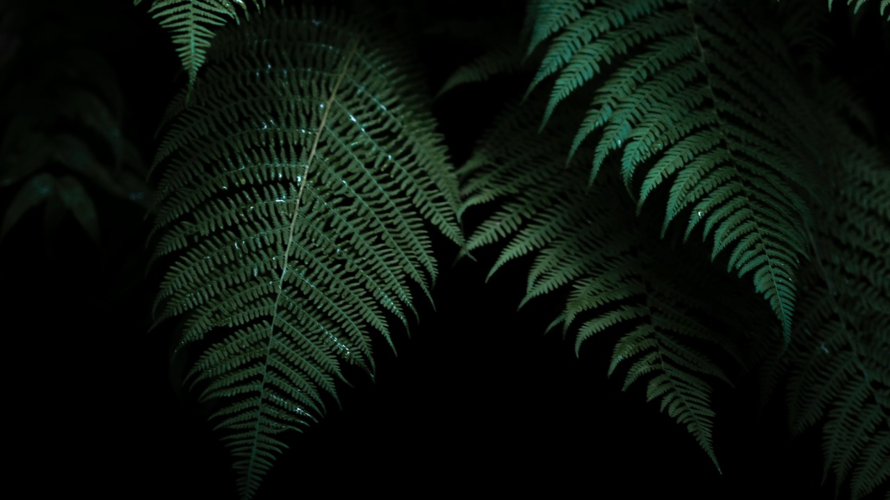 Living things emit a faint glow, and it fades after death