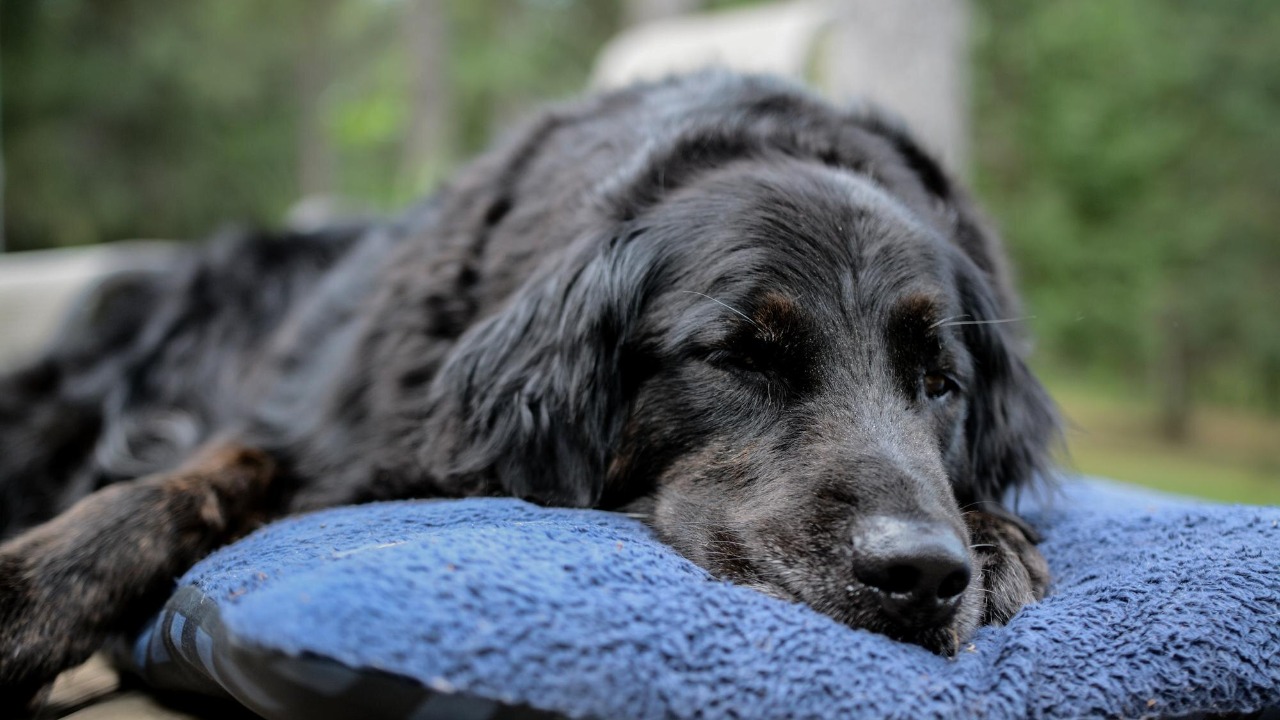 Dog dementia is more common than you think, spot these signs