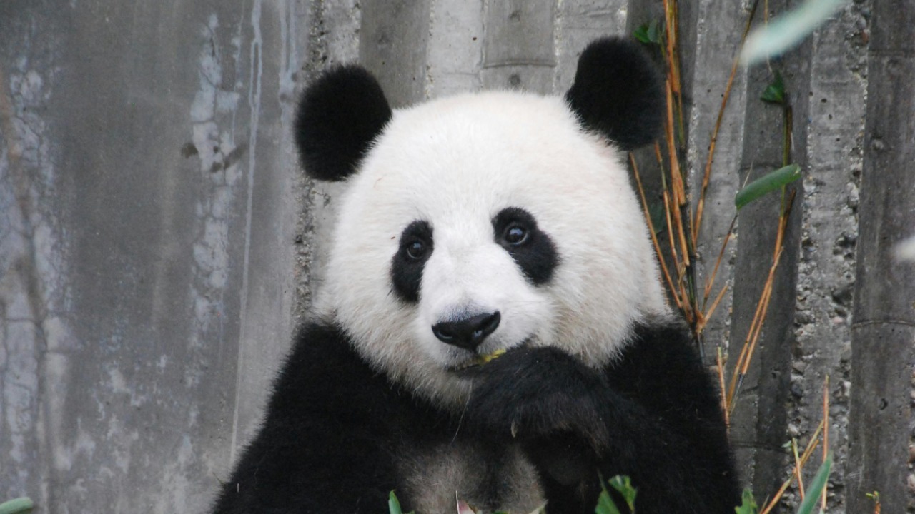 Laura The Explaura/Pexels