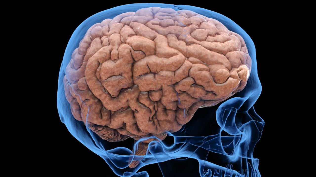 Scientists built a working brain, and the stakes just exploded