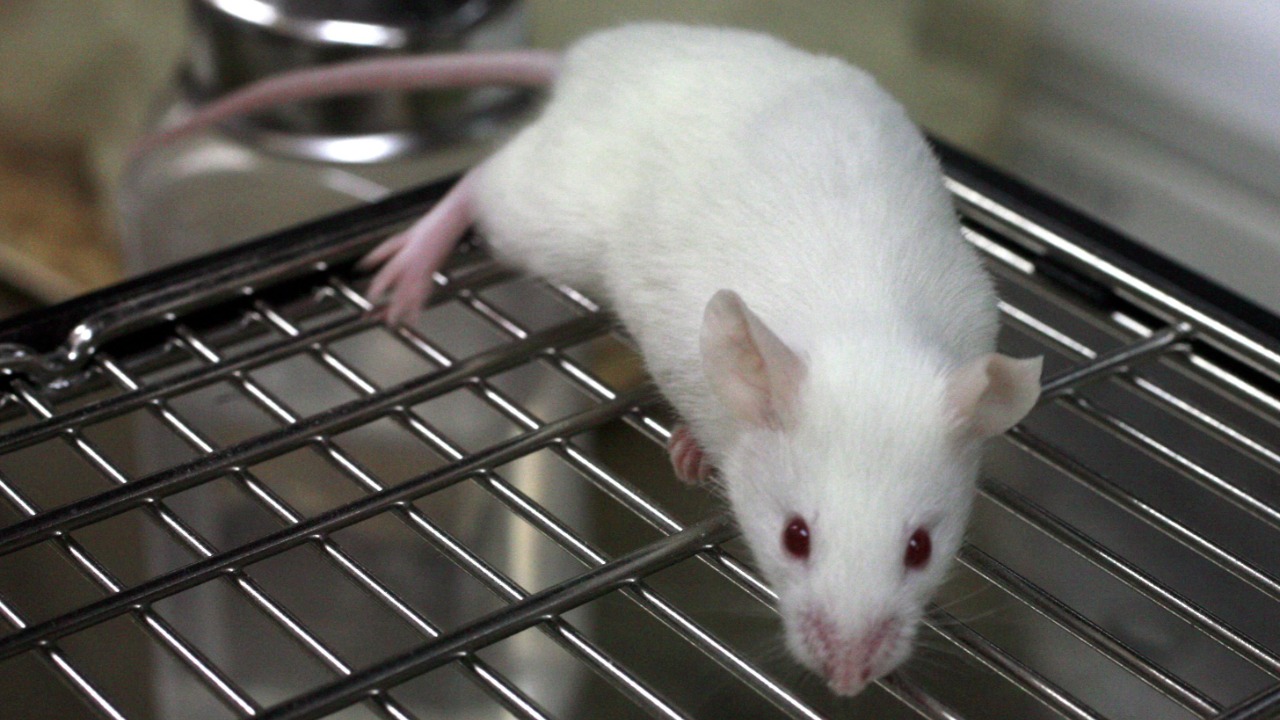 Lab mice touched grass for the 1st time, results shocked researchers