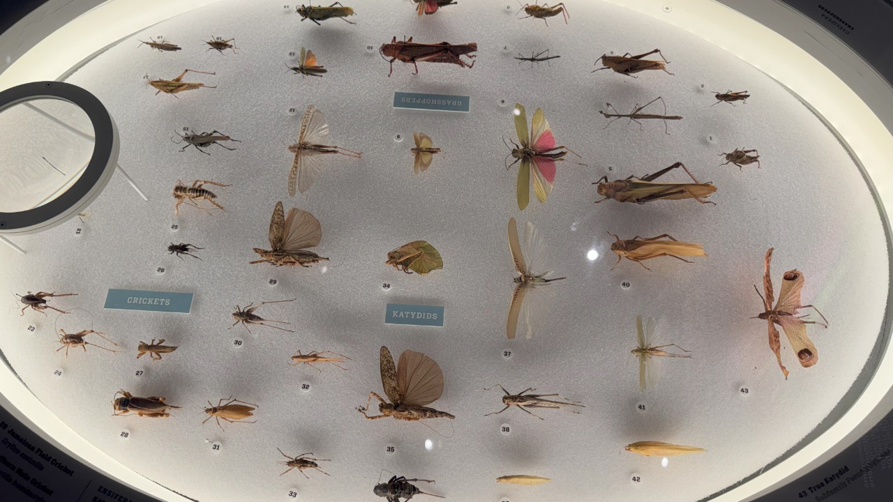 NASA wants insects to help build life on the Moon and Mars