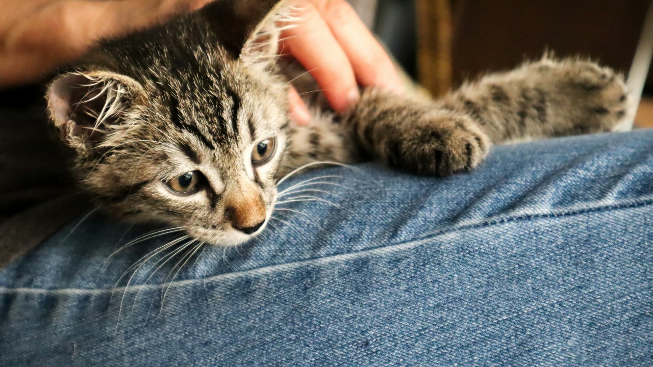Study: Cats meow more at men to grab attention