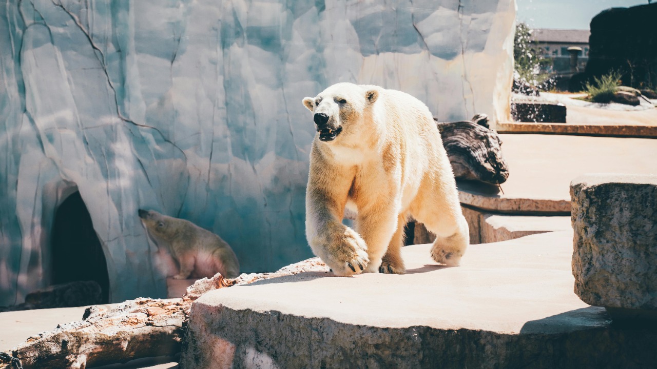 Polar bears near extinction, but their DNA may be pushing back