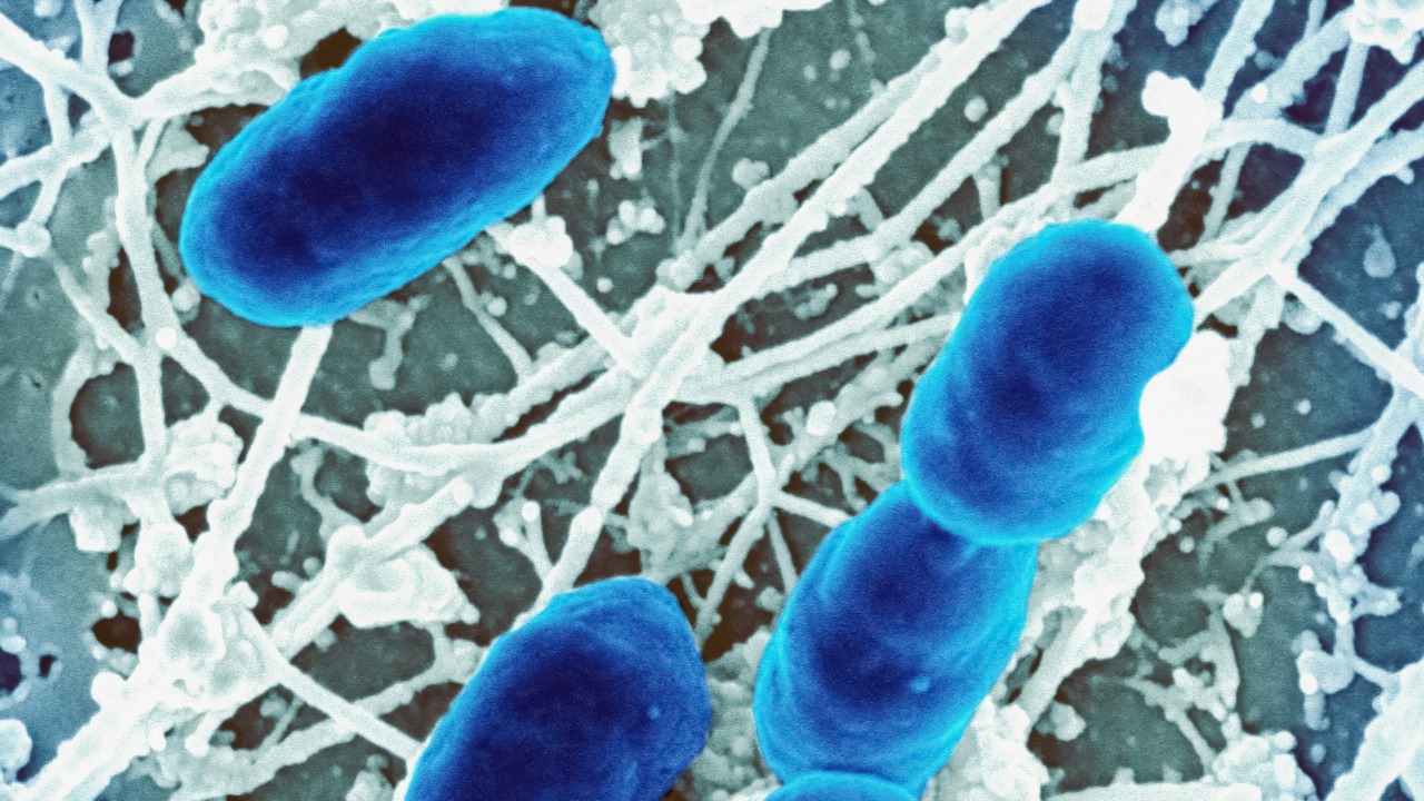 Gut bacteria molecule may cut type 2 diabetes risk