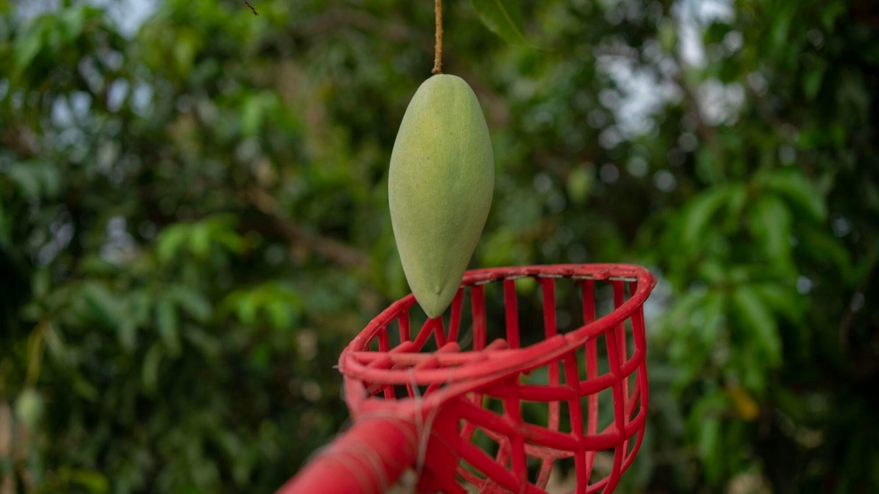 Why mangoes drop early, and how science may keep them hanging on
