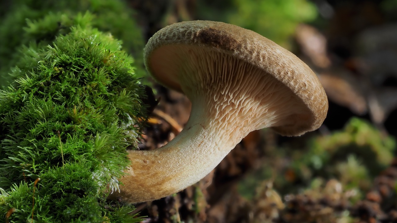 Image Credit: Petar Milošević - CC BY-SA 4.0/Wiki Commons