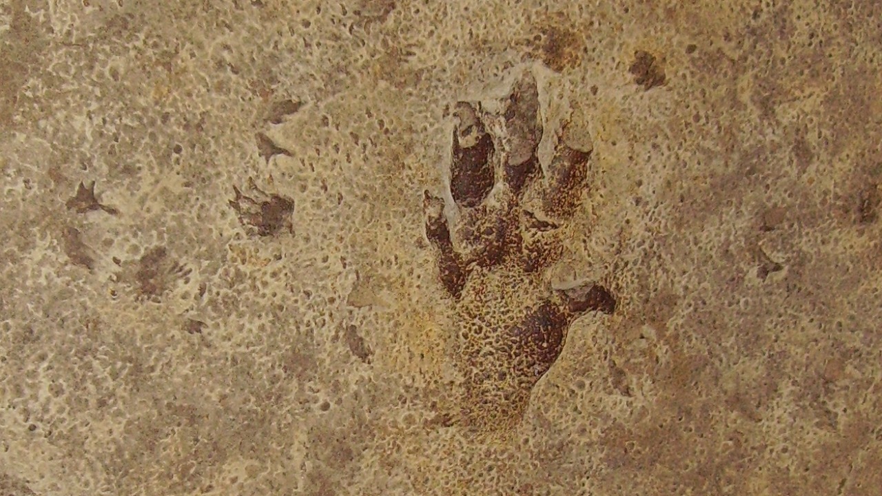 Massive fossil footprints in China hint at a 16-ft dinosaur walker