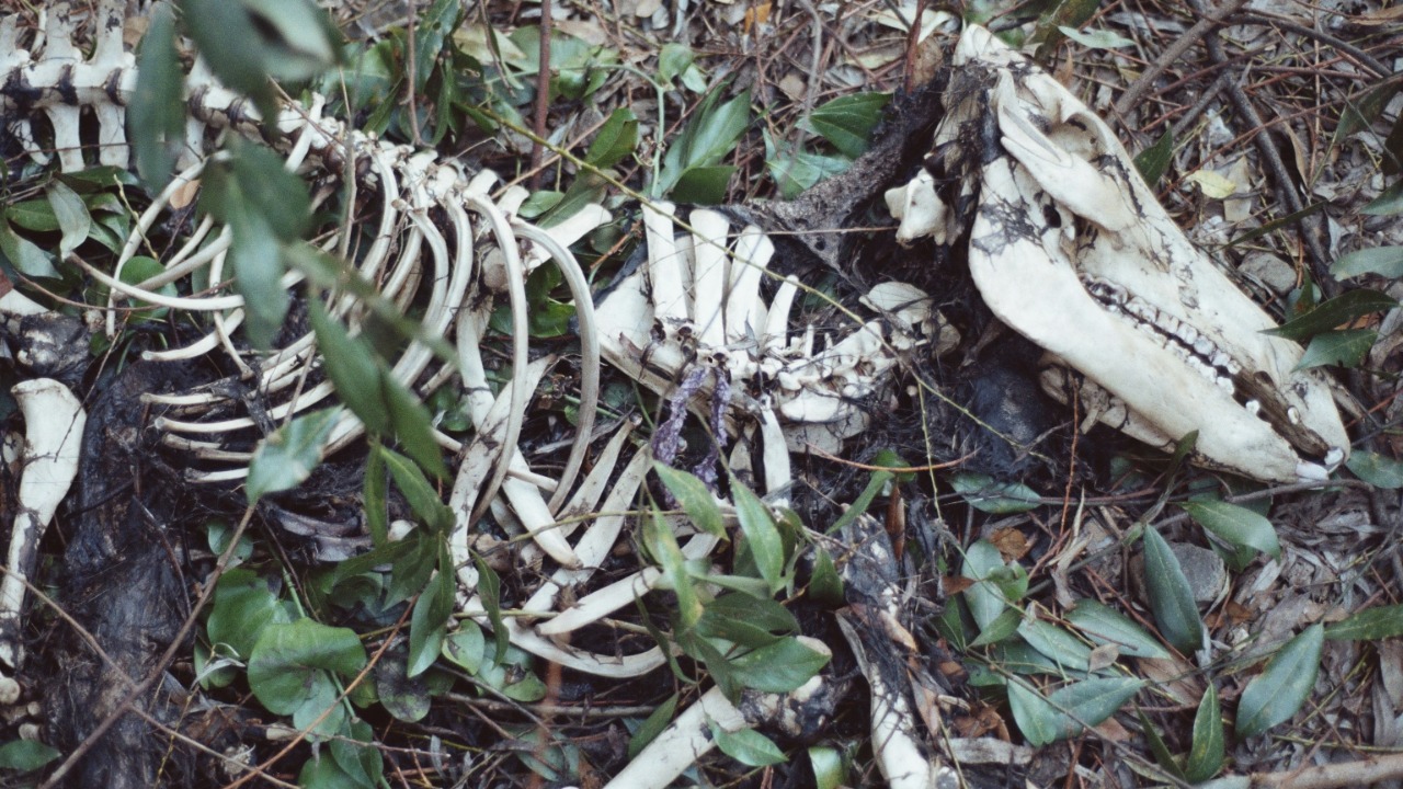 Ancient wolf bones in a strange cave raise big questions