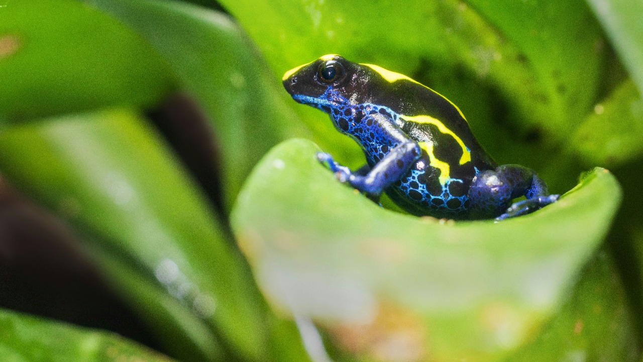 Biologists say species discovery is accelerating faster than ever