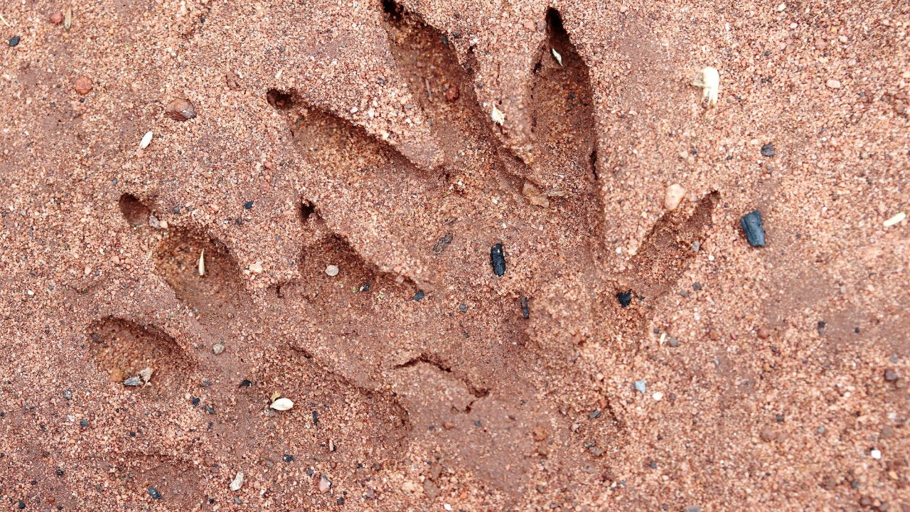 16,000 dinosaur footprints reveal a hidden behavior story in Bolivia