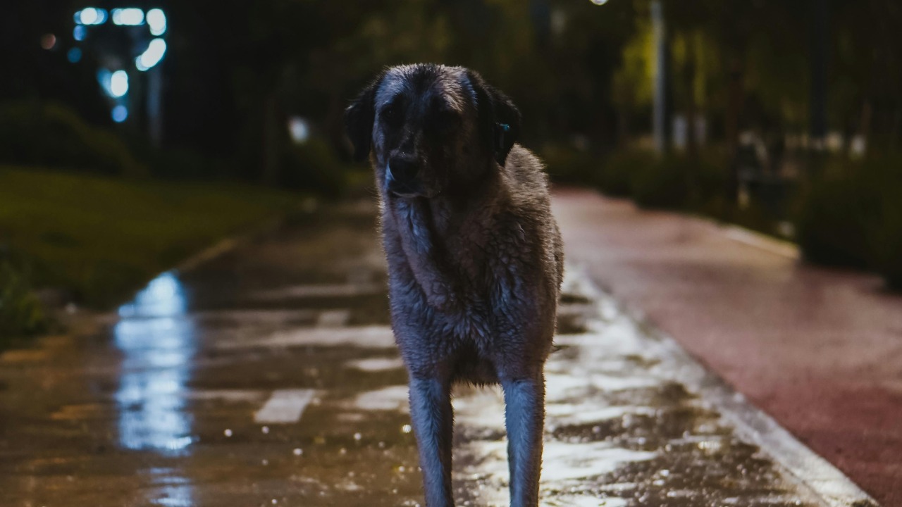 Chernobyl’s stray dogs took radiation for decades, are they changing?
