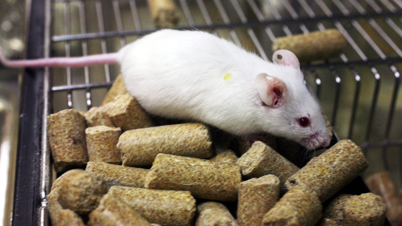 Alzheimer’s mice regain full function after metabolic reset, scientists say