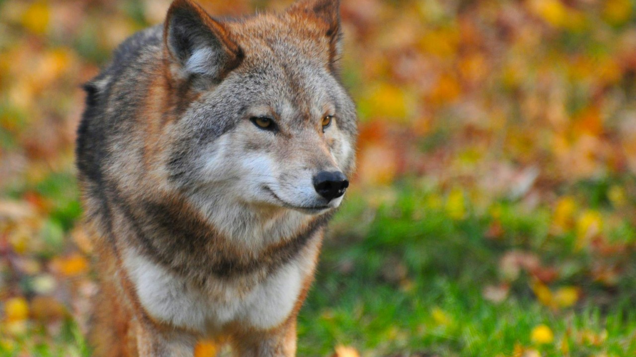 AI is decoding wolf howls in Yellowstone, and it’s getting eerie