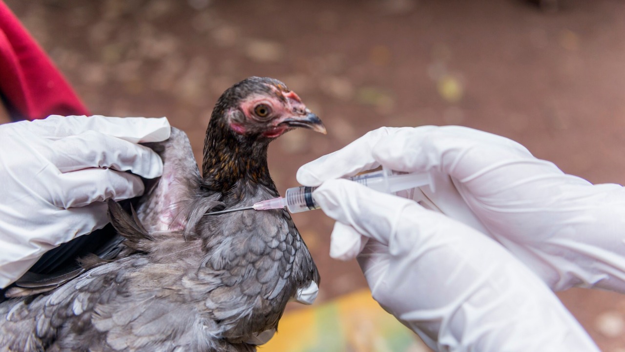 Experts warn the world is underestimating bird flu risk