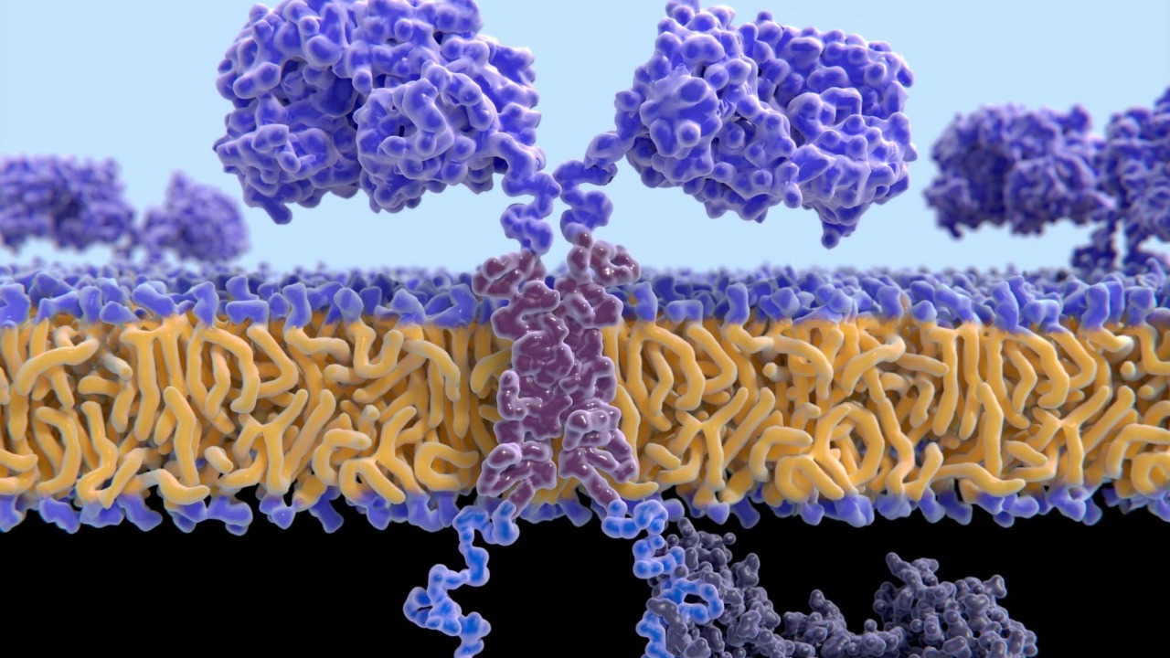 Essential proteins are stuck in an endless evolutionary arms race