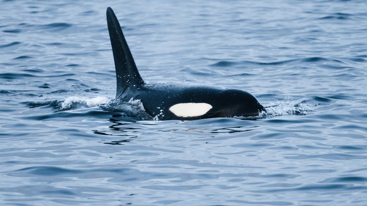 Orcas are learning new scary tricks. Is their intelligence spiking?