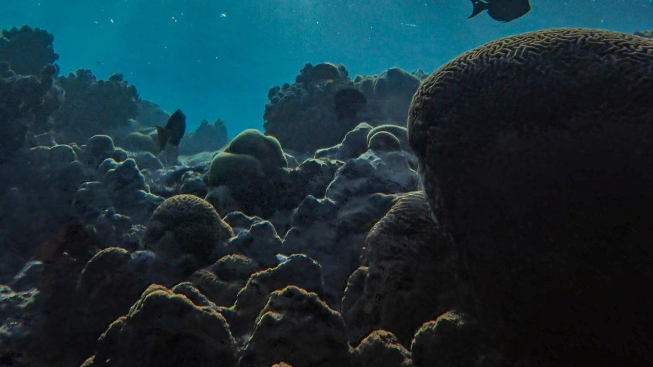 Arctic seafloor discovery reveals a thriving deep-sea ecosystem