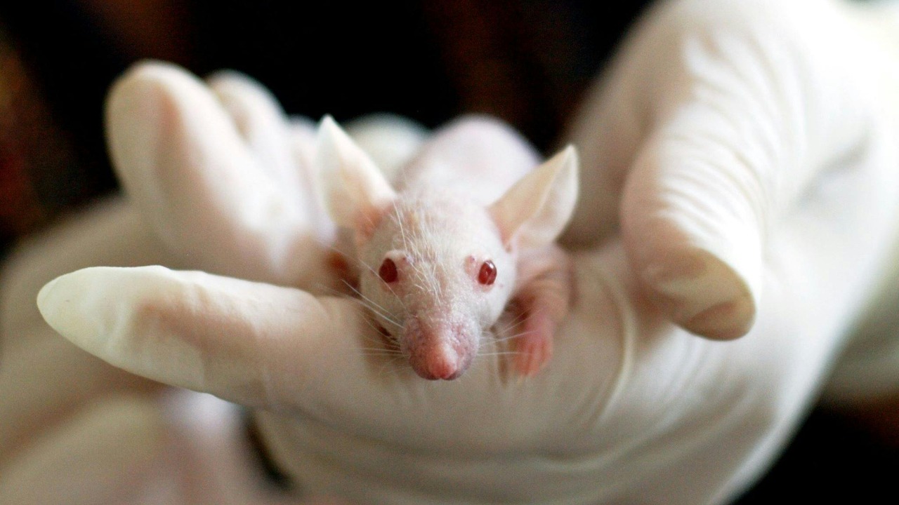 Scientists report Alzheimer’s reversal in mice, and it’s stunning