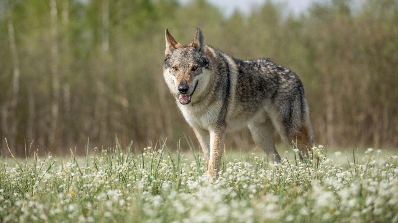 Ancient wolves likely reached this island by boat, not land