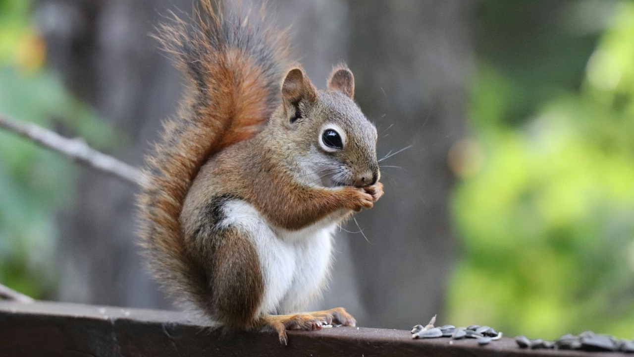 Squirrels recover 85% of cached nuts, and their trick is genius