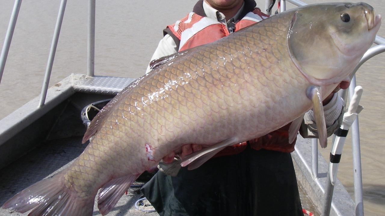 This freshwater fish hits 120+ years, but a big problem remains