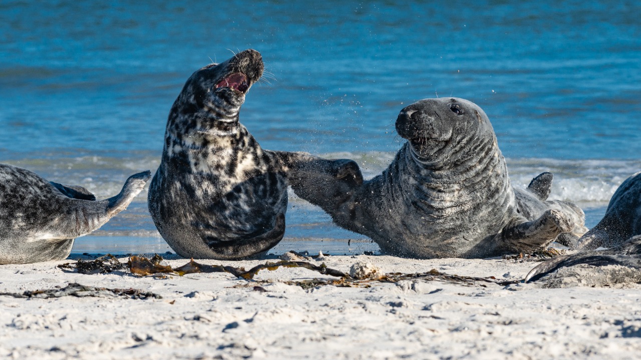 Image Credit: T meltzer - CC BY-SA 4.0/Wiki Commons